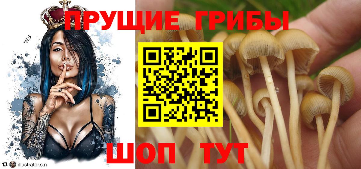 Ивантеевка  Галлюциногенные грибы Psilocybine cubensis  Вход с VPN  Псилоцибиновые грибы прущие грибы 